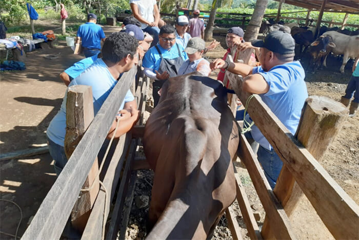 productores-de-rivas-reciben-curso-sobre-inseminacion-bovina-